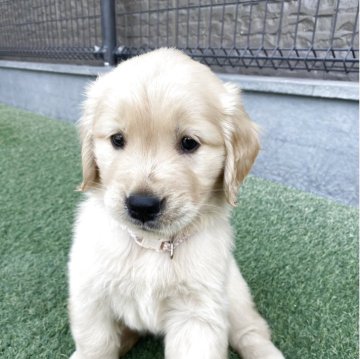 ゴールデンレトリバー【愛知県・女の子・2025年8月10日・ゴールド】の写真「両親チャンピオン犬　かわいい女の子です！」