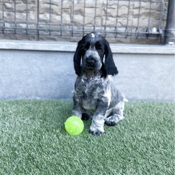 イングリッシュコッカースパニエル【愛知県・男の子・2025年9月20日・ブルーローン】の写真「可愛い男の子です。」