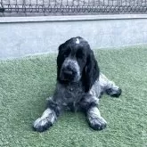 イングリッシュコッカースパニエル