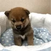 柴犬(標準サイズ)