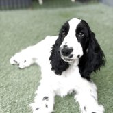 イングリッシュコッカースパニエル