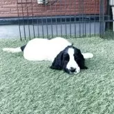 イングリッシュコッカースパニエル【愛知県・女の子・2025年9月20日・ブラック&ホワイト】の写真5