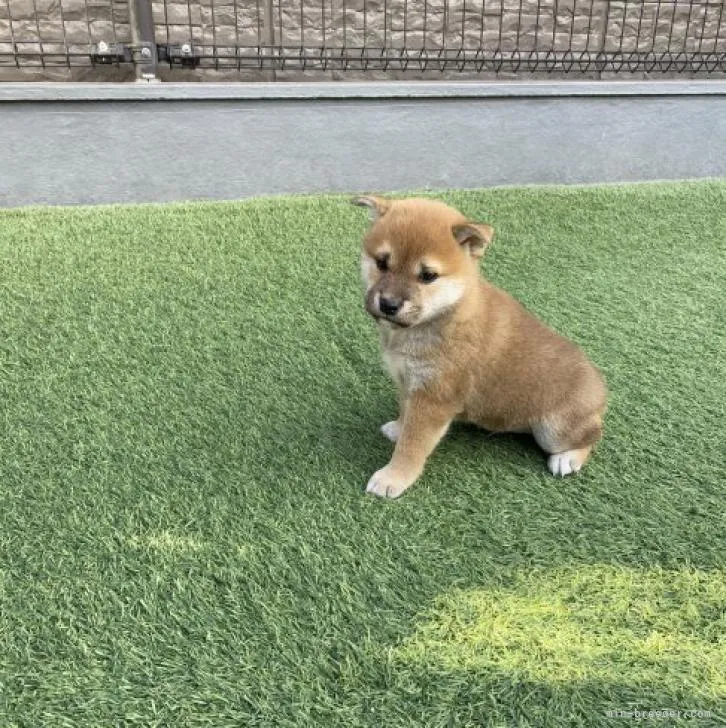 ID：2211-02728の子犬