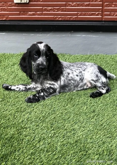 にゃんこ 様のお迎えした子犬