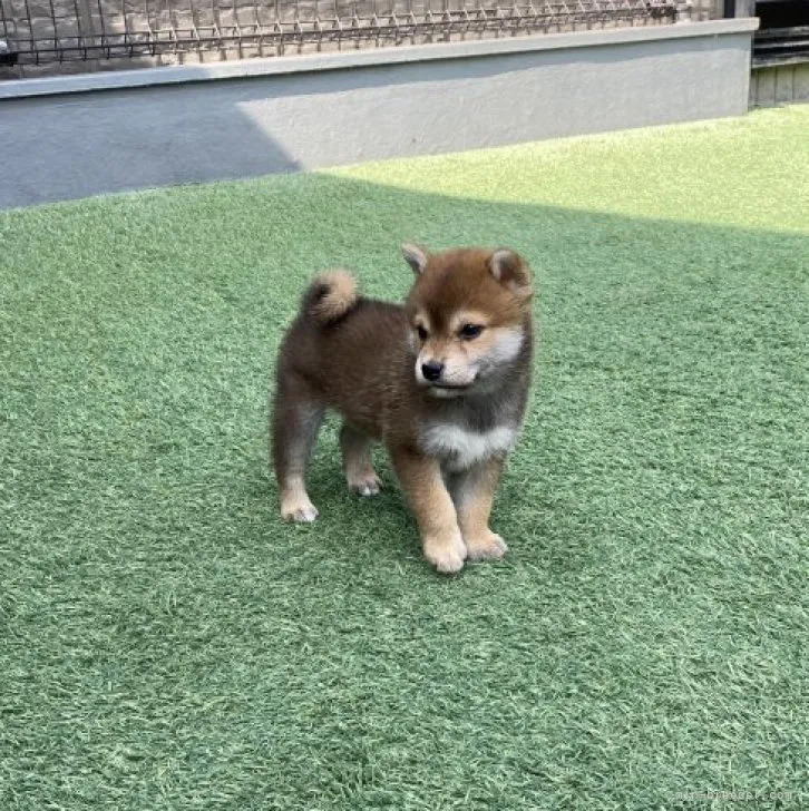 ID：2305-00471の子犬