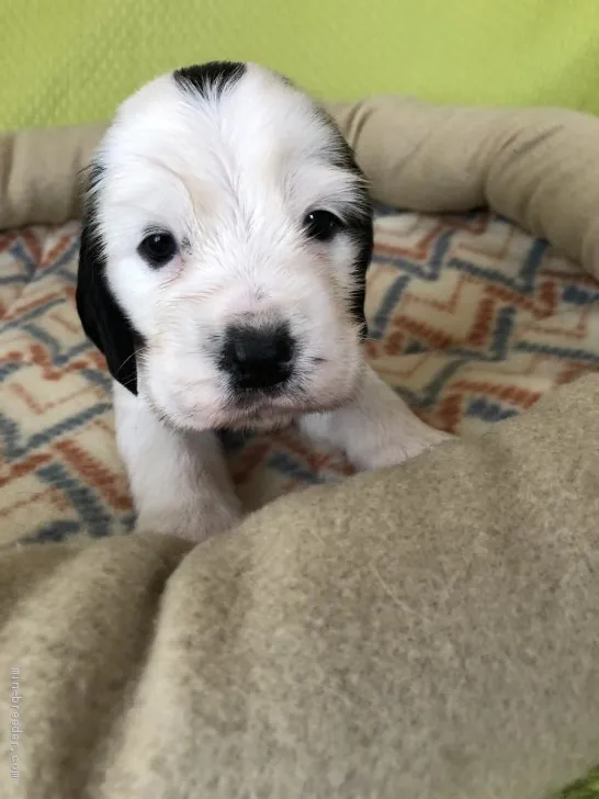セバスチャン 様のお迎えした子犬