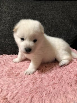 柴犬(標準サイズ)【愛知県・男の子・2019年12月17日・白】の写真「可愛くて男の子らしいです」