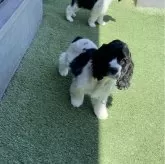 アメリカンコッカースパニエル【愛知県・女の子・2024年2月7日・ホワイト&ブラック】の写真1