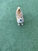 柴犬(標準サイズ)【愛知県・女の子・2022年10月22日・赤】の写真2