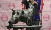 イングリッシュコッカースパニエル【愛知県・男の子・2017年12月24日・ブルーローンタン】の写真4「父親チャンピオン犬」