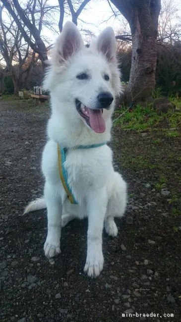 ID：1612-01919の子犬
