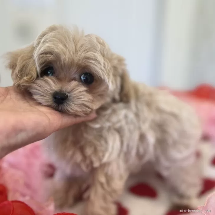 ID:2412-02067の子犬