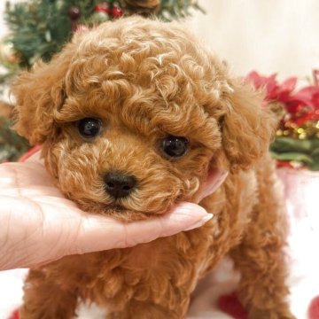 タイニープードル【群馬県・男の子・2025年10月26日・レッド】の写真「可愛い僕」