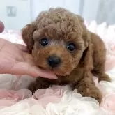 タイニープードル