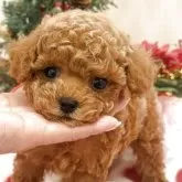 タイニープードル