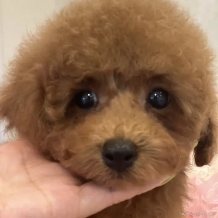 ID：2308-04573の子犬