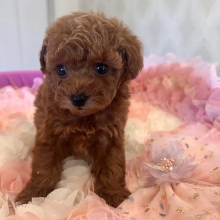 ID:2310-00355の子犬