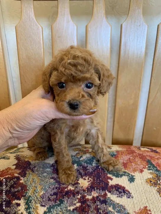 ID:1909-03094の子犬