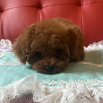 トイプードル(ティーカップ)【群馬県・女の子・2023年3月18日・レッド】の写真「ペチャ顔のおチビさん」