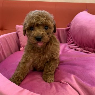 トイプードル(タイニー)【群馬県・男の子・2020年4月12日・レッド】の写真「甘えんぼうの元気な男の子」