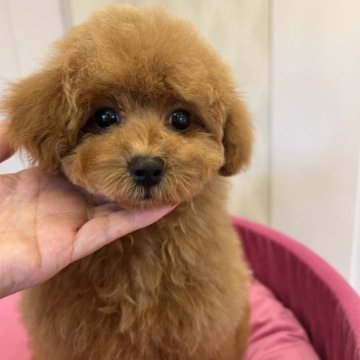 トイプードル(トイ)【群馬県・男の子・2023年1月6日・レッド】の写真「お目くりくりな僕」