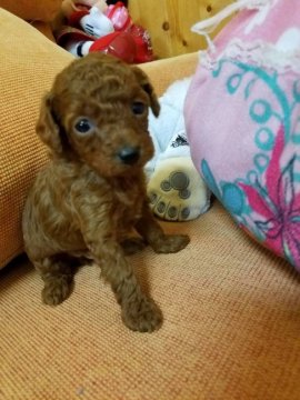 トイプードル(トイ)【群馬県・女の子・2018年2月24日・レッド】の写真「お目がクリクリおしとやかな女の子」