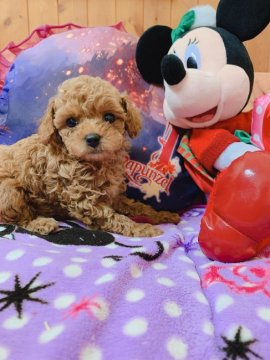 トイプードル(タイニー)【群馬県・男の子・2019年8月20日・アプリコット】の写真「ドアフタイプ
激カワ」