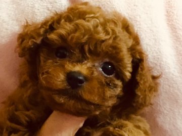 トイプードル(タイニー)【群馬県・女の子・2019年4月24日・レッド】の写真「お目クリクリふわふわな女の子」