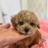 タイニープードル【群馬県・男の子・2024年3月30日・レッドカラー予想】の写真1