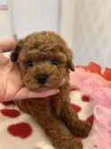 タイニープードル【群馬県・男の子・2024年5月8日・レッド】の写真3