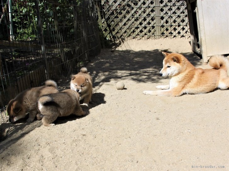 屋外犬舎 運動場、親子でのびのびとすごします。　｜和田　成示(わだ　しげじ)ブリーダー(和歌山県・柴犬など・日本犬保存会登録)の紹介写真1