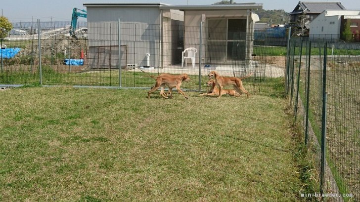 ドックランとゲストルーム｜和田　成示(わだ　しげじ)ブリーダー(和歌山県・柴犬など・日本犬保存会登録)の紹介写真2