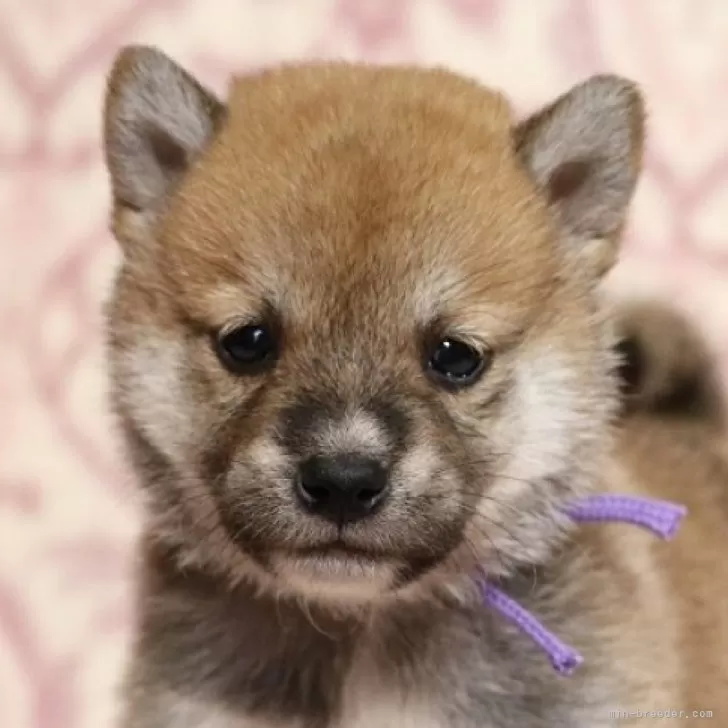 ID:2505-00121の子犬