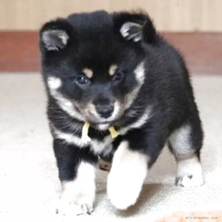 ID:2503-02793の子犬