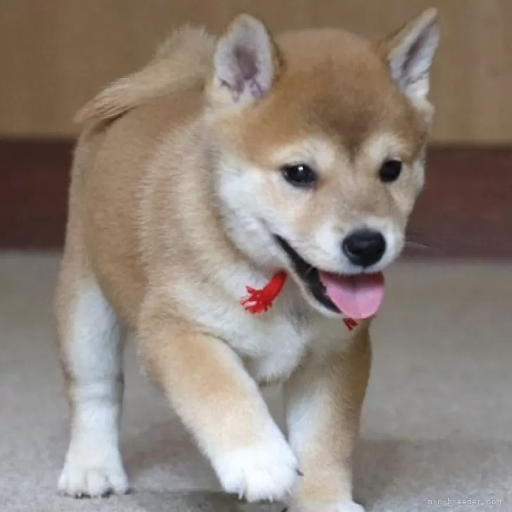 あきよ 様のお迎えした子犬