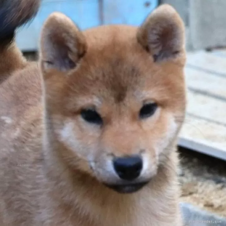 ID：2411-03617の子犬