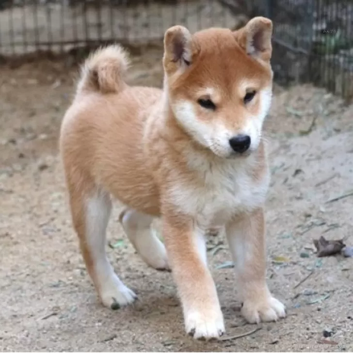 柴犬(標準サイズ)【和歌山県・男の子・2025年9月20日・赤】の写真1
