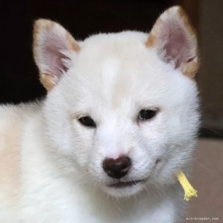 ID:2508-07592の子犬