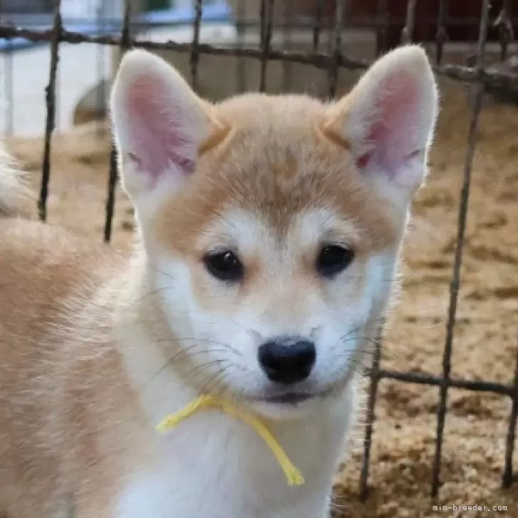 ID:2505-00123の子犬