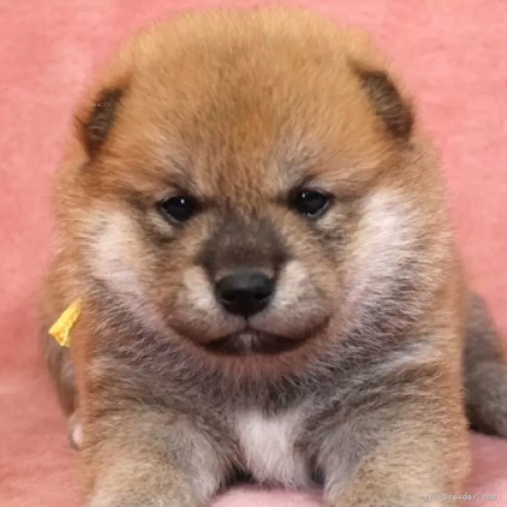 柴犬(標準サイズ)【和歌山県・女の子・2025年11月5日・赤】の写真1