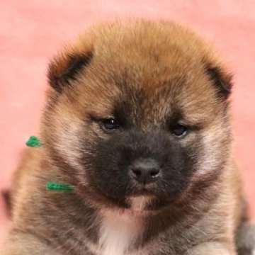 柴犬(標準サイズ)【和歌山県・男の子・2024年11月30日・赤】の写真「ぽっちゃりとして可愛い男の子」