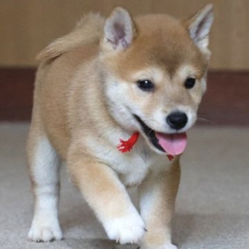 柴犬(標準サイズ)【和歌山県・女の子・2025年8月5日・赤】の写真「ぽっちゃりとして可愛い女の子」
