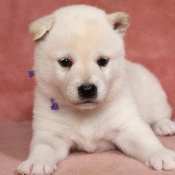 柴犬(標準サイズ)【和歌山県・男の子・2025年8月5日・白】の写真「とても珍しい毛色の男の子」