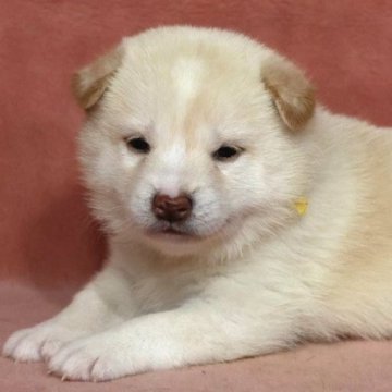 柴犬(標準サイズ)【和歌山県・女の子・2025年7月29日・白】の写真「とても珍しい毛色の女の子」