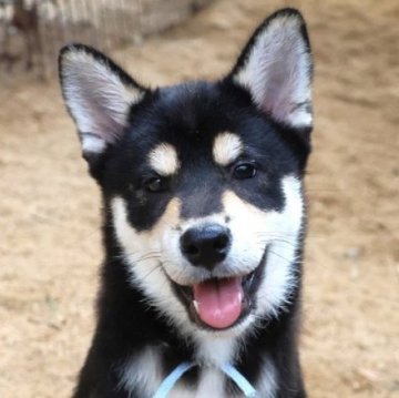 柴犬(標準サイズ)【和歌山県・男の子・2025年4月6日・黒】の写真「ぽっちゃりとして可愛い男の子」