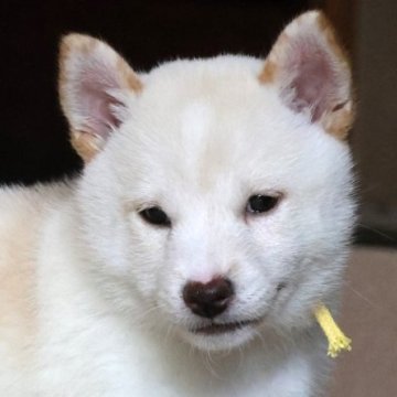 柴犬(標準サイズ)【和歌山県・女の子・2025年7月29日・白】の写真「とても珍しい毛色の女の子」