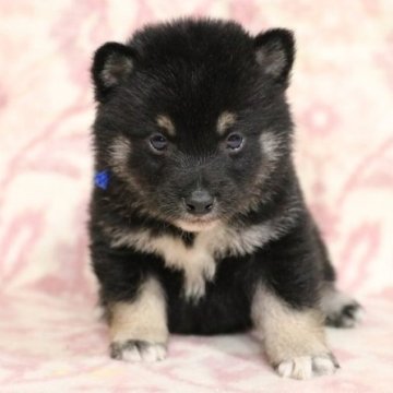 柴犬(標準サイズ)【和歌山県・男の子・2025年4月6日・黒】の写真「ぽっちゃりとして可愛い男の子」