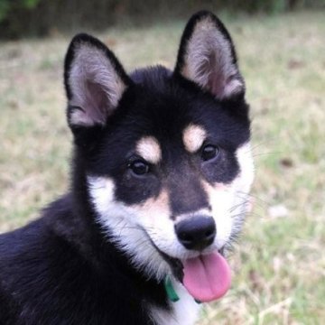 柴犬(標準サイズ)【和歌山県・男の子・2025年4月6日・黒】の写真「凛々しい黒柴の男の子」