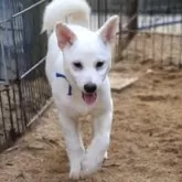 柴犬(標準サイズ)