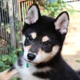 柴犬(標準サイズ)